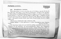 Ascophanus carneus image